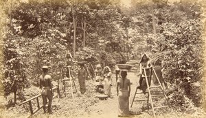 Coffee Harvesting at San Isidro, Elevation 1000 Feet, Guatemala by Eadweard Muybridge