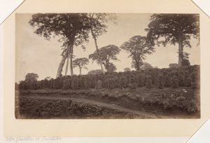 Coffee Plantation at Las Nubes, Guatemala by Eadweard Muybridge