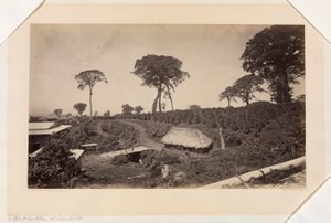 Coffee Plantation at Las Nubes, Guatemala
