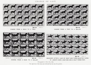 Change of Gait by Eadweard Muybridge