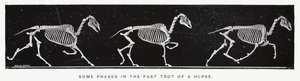Some phases in the fast trot of a horse by Eadweard Muybridge