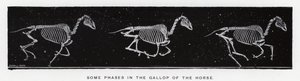 Some Phases in the Gallop of the Horse by Eadweard Muybridge