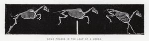 Some Phases in the Leap of a Horse by Eadweard Muybridge