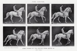 Eadweard Muybridge: The Canter (b/w photo) by Eadweard Muybridge