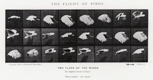 The Flight of Birds by Eadweard Muybridge
