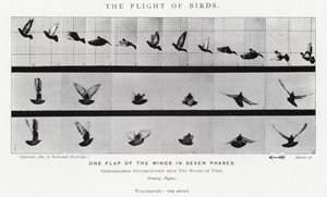 Eadweard Muybridge: The Flight of Birds (b/w photo) by Eadweard Muybridge