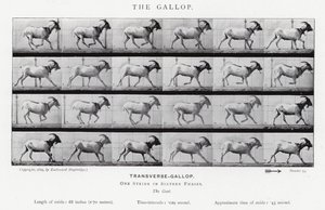 The Gallop by Eadweard Muybridge