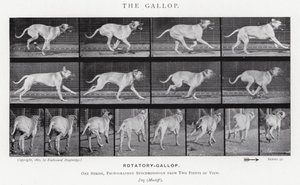 The Gallop by Eadweard Muybridge