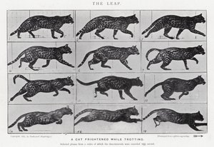 Eadweard Muybridge: The Leap (b/w photo) by Eadweard Muybridge