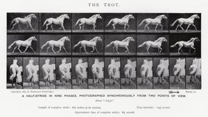The Trot by Eadweard Muybridge