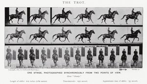 The Trot by Eadweard Muybridge