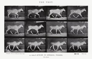 The Trot by Eadweard Muybridge