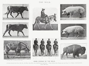 Eadweard Muybridge: The Walk by Eadweard Muybridge