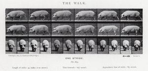 The Walk by Eadweard Muybridge