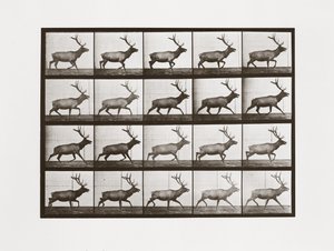 Elk, Plate 692 from Animal Locomotion by Eadweard Muybridge