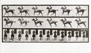 Horse and Rider, Plate 621 from Animal Locomotion