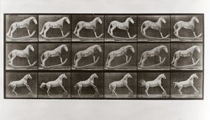 Horse on Rockers and Horse Rolling a Barrel, Plate 649 from Animal Locomotion by Eadweard Muybridge