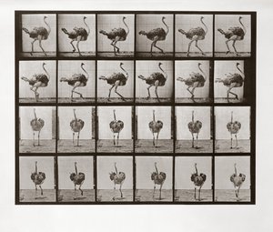 Ostrich Running, Plate 772 from Animal Locomotion by Eadweard Muybridge