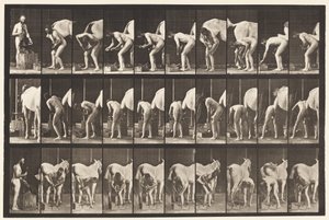 Plate 508. Shoeing a Horse