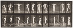 Plate 529. Various Poses by Eadweard Muybridge