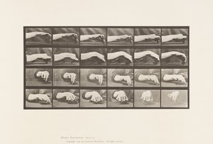 Movement of the Hand; Drawing a Circle by Eadweard Muybridge