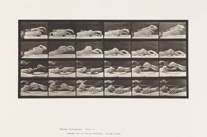 Movement of the Hand; Hands Changing Pencil (Plate 536) by Eadweard Muybridge