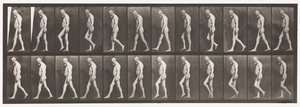 Muscular Atrophy of Legs; Adult, Walking