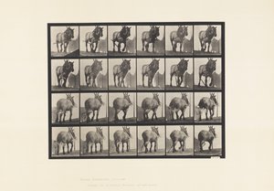 Plate 564. Hauling; Broken Log Chain; Dark-Gray Belgian Horse Dusel