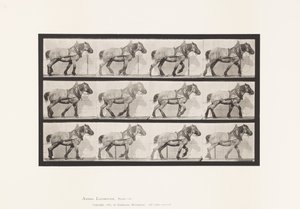 Plate 565. Hauling; Dark-Gray Belgian Horse Dusel by Eadweard Muybridge