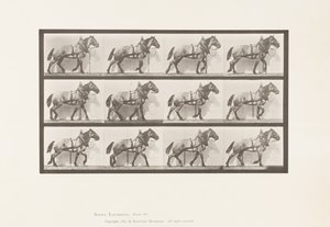 Hauling; Dark-Gray Belgian Horse Billy, 1885 by Eadweard Muybridge