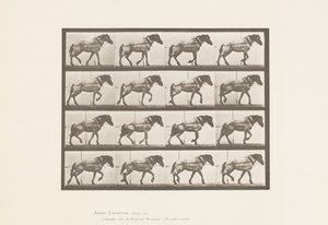 Hauling; Dark-Gray Belgian Horse Hansel