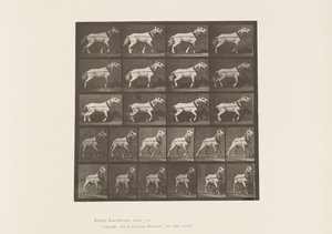Hauling; Head being Pulled; Light Gray Mare, 1885