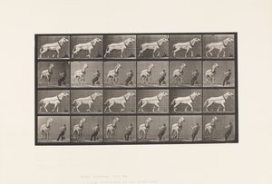 Hauling; Man Pulling at Head; Light-Gray Mare