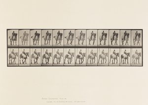 Walking; Bare Back; Dark-Gray Belgian Horse Dusel (Plate 578) by Eadweard Muybridge