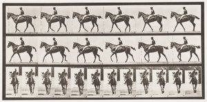 Walking; Saddle; Thoroughbred Bay Mare Annie G.
