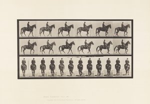 Walking; Saddle; Irregular; Brown Mare Beauty by Eadweard Muybridge