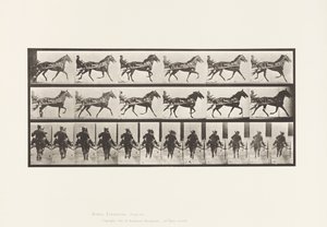 Plate 594. Rocking (Pacing): Sulky; Brown Horse Pronto by Eadweard Muybridge