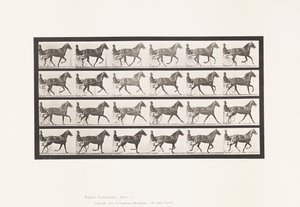 Plate 614. Trotting; Breaking to Gallop; Sorrel Mare Flode Holden by Eadweard Muybridge