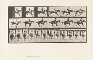 Canter; Saddle; Thoroughbred Bay Mare Annie 6 (Plate 620)