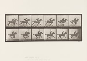 Gallop; Saddle; Bay Horse Daisy (Plate 624) by Eadweard Muybridge