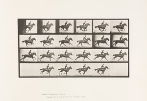 Gallop; Thoroughbred Bay Horse Bouquet (Plate 625)