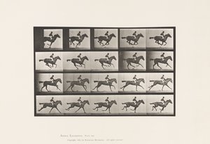 Plate 627. Gallop; Thoroughbred Bay Mare Annie G. by Eadweard Muybridge