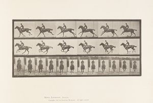 Gallop; Saddle; Thoroughbred Bay Horse Bouquet (Plate 631)