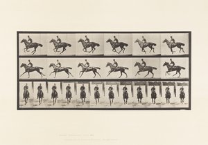 Gallop; Saddle; Thoroughbred Bay Horse Bouquet (Plate 632)