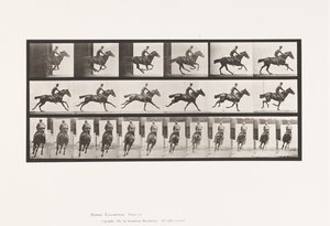 Gallop; Saddle; Thoroughbred Bay Horse Bouquet