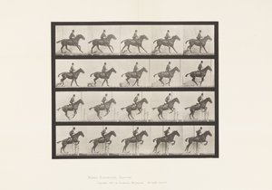 Jumping a Hurdle; Saddle; Preparing for the Leap (Plate 636) by Eadweard Muybridge