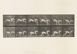 Plate 641. Jumping a Hurdle; Saddle; Knocking Over Hurdle by Eadweard Muybridge