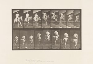 Jumping a Hurdle; Saddle; Clearing and Landing by Eadweard Muybridge