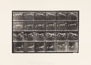 Plate 648. Jumping Over Three Horses; A,B; Chestnut Horse Hornet