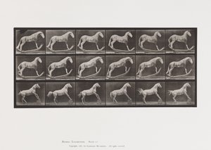 Plate 649. A, Hornet, Rocking; B, Eagle, Rolling Barrel, Etc. by Eadweard Muybridge